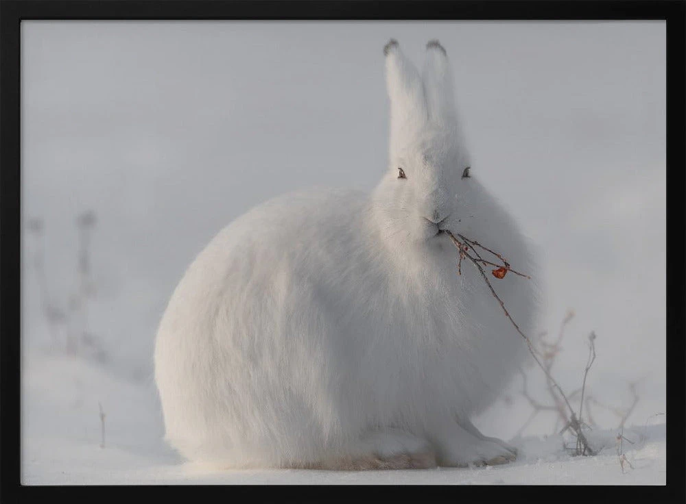 Wild Arctic Hare - Stretched Canvas, Poster Or Fine Art Print(Wild Arctic Hare Stretched Canvas Poster Or Fine Art Print) 1 Wild Arctic Hare - Stretched Canvas, Poster Or Fine Art Print(Wild Arctic Hare Stretched Canvas Poster Or Fine Art Print)