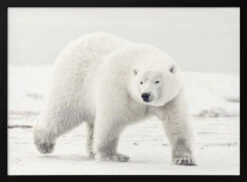 Alaskan King - Stretched Canvas, Poster Or Fine Art Print(Alaskan King Stretched Canvas Poster Or Fine Art Print)