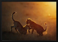 Playing At Sunrise - Stretched Canvas, Poster Or Fine Art Print(Playing At Sunrise Stretched Canvas Poster Or Fine Art Print)