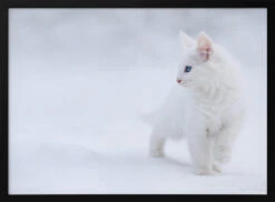 White As Snow - Stretched Canvas, Poster Or Fine Art Print(White As Snow Stretched Canvas Poster Or Fine Art Print)