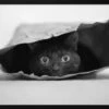 Cat In A Bag - Stretched Canvas, Poster Or Fine Art Print(Cat In A Bag Stretched Canvas Poster Or Fine Art Print)