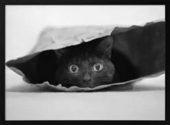 Cat In A Bag - Stretched Canvas, Poster Or Fine Art Print(Cat In A Bag Stretched Canvas Poster Or Fine Art Print)