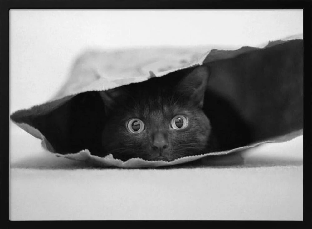 Cat In A Bag - Stretched Canvas, Poster Or Fine Art Print(Cat In A Bag Stretched Canvas Poster Or Fine Art Print) 1 Cat In A Bag - Stretched Canvas, Poster Or Fine Art Print(Cat In A Bag Stretched Canvas Poster Or Fine Art Print)