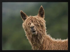 The Muppet Show - Stretched Canvas, Poster Or Fine Art Print(The Muppet Show Stretched Canvas Poster Or Fine Art Print)