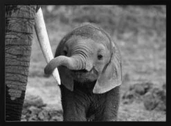 Close - Stretched Canvas, Poster Or Fine Art Print(Close Stretched Canvas Poster Or Fine Art Print)