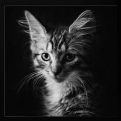 Laban - Square Stretched Canvas, Poster Or Fine Art Print(Laban Square Stretched Canvas Poster Or Fine Art Print) -Heart Wall Art Store pictufy black square 50x70 1936290