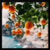 Amalfi Coast Oranges - Square Stretched Canvas, Poster Or Fine Art Print(Amalfi Coast Oranges Square Stretched Canvas Poster Or Fine Art Print)