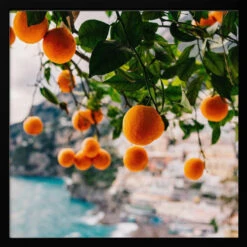 Amalfi Coast Oranges - Square Stretched Canvas, Poster Or Fine Art Print(Amalfi Coast Oranges Square Stretched Canvas Poster Or Fine Art Print)