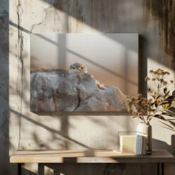 Little Owl - Stretched Canvas, Poster Or Fine Art Print(Little Owl Stretched Canvas Poster Or Fine Art Print) -Heart Wall Art Store pictufy canvas dried flowers ratio 7x5 1273103