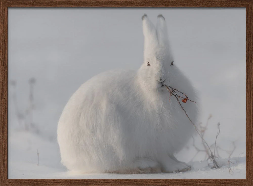 Wild Arctic Hare - Stretched Canvas, Poster Or Fine Art Print(Wild Arctic Hare Stretched Canvas Poster Or Fine Art Print) 2 Wild Arctic Hare - Stretched Canvas, Poster Or Fine Art Print(Wild Arctic Hare Stretched Canvas Poster Or Fine Art Print) - Image 2