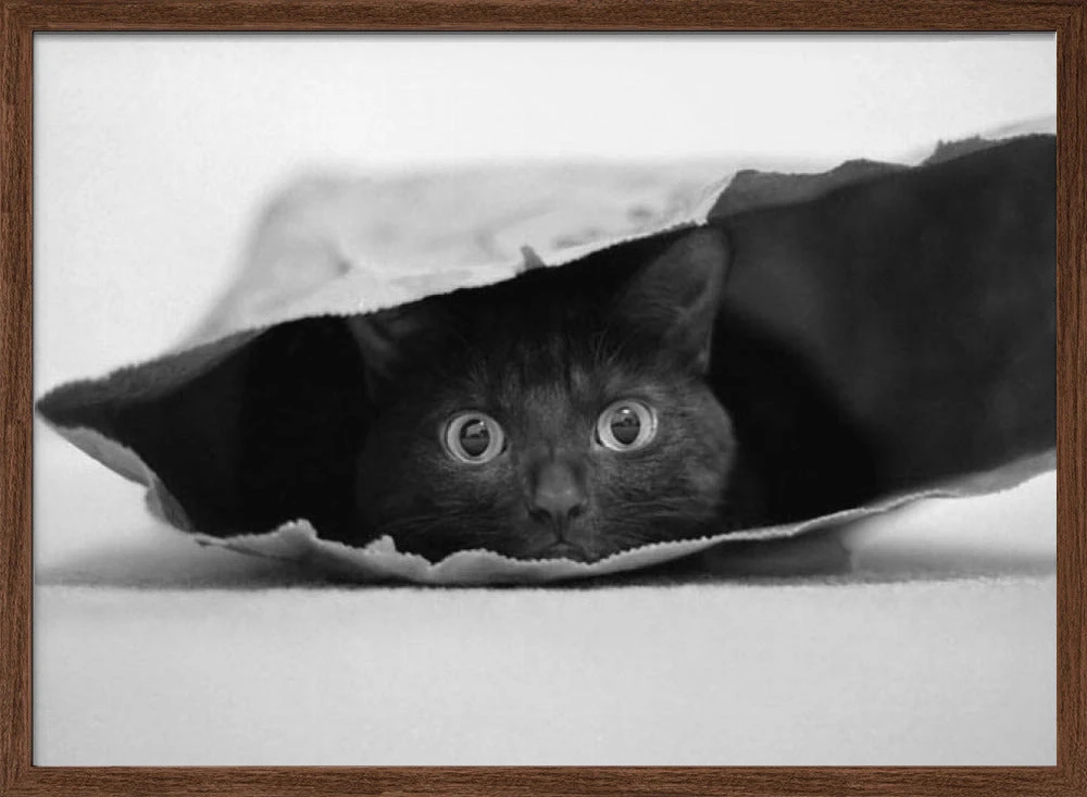 Cat In A Bag - Stretched Canvas, Poster Or Fine Art Print(Cat In A Bag Stretched Canvas Poster Or Fine Art Print) 2 Cat In A Bag - Stretched Canvas, Poster Or Fine Art Print(Cat In A Bag Stretched Canvas Poster Or Fine Art Print) - Image 2