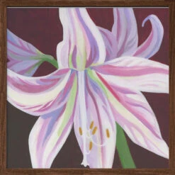 Rosa Amaryllis - Square Stretched Canvas, Poster Or Fine Art Print(Rosa Amaryllis Square Stretched Canvas Poster Or Fine Art Print) -Heart Wall Art Store pictufy dark wood square 50x70 3163065