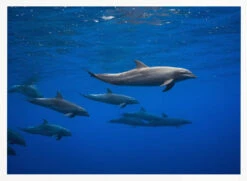 Dolphins - Stretched Canvas, Poster Or Fine Art Print(Dolphins Stretched Canvas Poster Or Fine Art Print) -Heart Wall Art Store pictufy horizontal white 70x50 1100144