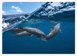 Dolphins - Stretched Canvas, Poster Or Fine Art Print(Dolphins Stretched Canvas Poster Or Fine Art Print 1) -Heart Wall Art Store pictufy horizontal white 70x50 1208536