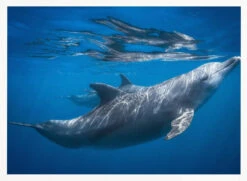 Dolphin At The Surface - Stretched Canvas, Poster Or Fine Art Print(Dolphin At The Surface Stretched Canvas Poster Or Fine Art Print) -Heart Wall Art Store pictufy horizontal white 70x50 1495943