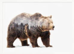 Bear - Stretched Canvas, Poster Or Fine Art Print(Bear Stretched Canvas Poster Or Fine Art Print 1) -Heart Wall Art Store pictufy horizontal white 70x50 1517150