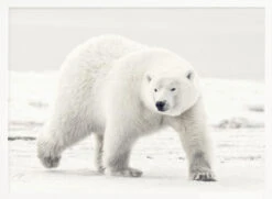 Alaskan King - Stretched Canvas, Poster Or Fine Art Print(Alaskan King Stretched Canvas Poster Or Fine Art Print) -Heart Wall Art Store pictufy horizontal white 70x50 1653736