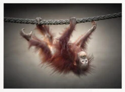 DON'T MURDER OUR PRIMEVAL FORESTS - Stretched Canvas, Poster Or Fine Art Print(Dont Murder Our Primeval Forests Stretched Canvas Poster Or Fine Art Print) -Heart Wall Art Store pictufy horizontal white 70x50 1708069