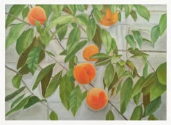Peaches - Stretched Canvas, Poster Or Fine Art Print(Peaches Stretched Canvas Poster Or Fine Art Print) -Heart Wall Art Store pictufy horizontal white 70x50 2575801