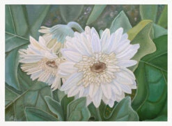 White Gerbera - Stretched Canvas, Poster Or Fine Art Print(White Gerbera Stretched Canvas Poster Or Fine Art Print) -Heart Wall Art Store pictufy horizontal white 70x50 2575835