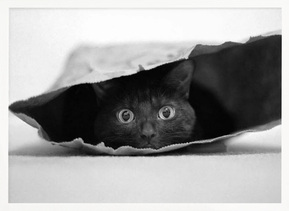 Cat In A Bag - Stretched Canvas, Poster Or Fine Art Print(Cat In A Bag Stretched Canvas Poster Or Fine Art Print) 4 Cat In A Bag - Stretched Canvas, Poster Or Fine Art Print(Cat In A Bag Stretched Canvas Poster Or Fine Art Print) - Image 4