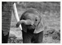 Close - Stretched Canvas, Poster Or Fine Art Print(Close Stretched Canvas Poster Or Fine Art Print) -Heart Wall Art Store pictufy horizontal white 70x50 771686