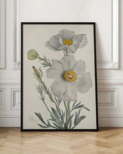 Matilija Poppy - Stretched Canvas, Poster Or Fine Art Print(Matilija Poppy Stretched Canvas Poster Or Fine Art Print) -Heart Wall Art Store pictufy interior floor ratio 2x3 2732413