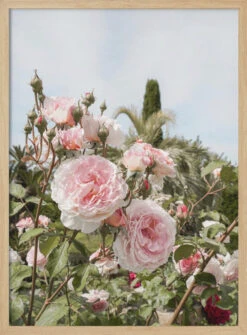 Garden Roses - Stretched Canvas, Poster Or Fine Art Print(Garden Roses Stretched Canvas Poster Or Fine Art Print) 14 Garden Roses - Stretched Canvas, Poster Or Fine Art Print(Garden Roses Stretched Canvas Poster Or Fine Art Print) -Heart Wall Art Store pictufy light wood 50x70 2711098