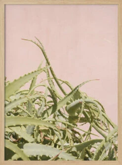 Cacti On Pink - Stretched Canvas, Poster Or Fine Art Print(Cacti On Pink Stretched Canvas Poster Or Fine Art Print) -Heart Wall Art Store pictufy light wood 50x70 2711111