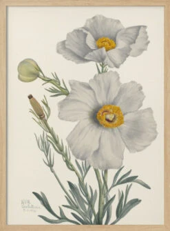 Matilija Poppy - Stretched Canvas, Poster Or Fine Art Print(Matilija Poppy Stretched Canvas Poster Or Fine Art Print) -Heart Wall Art Store pictufy light wood 50x70 2732413