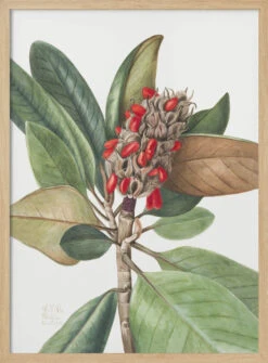 Southern Magnolia (1923) - Stretched Canvas, Poster Or Fine Art Print(Southern Magnolia 1923 Stretched Canvas Poster Or Fine Art Print) -Heart Wall Art Store pictufy light wood 50x70 2732423