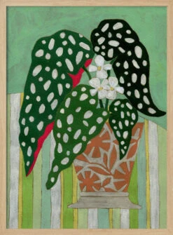 Begonia Maculata - Stretched Canvas, Poster Or Fine Art Print(Begonia Maculata Stretched Canvas Poster Or Fine Art Print) -Heart Wall Art Store pictufy light wood 50x70 3167142