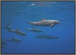 Dolphins - Stretched Canvas, Poster Or Fine Art Print(Dolphins Stretched Canvas Poster Or Fine Art Print) -Heart Wall Art Store pictufy light wood floating frame canvas horizonta 1100144