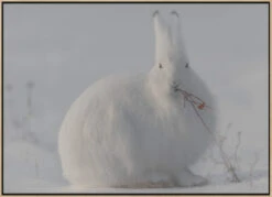 Wild Arctic Hare - Stretched Canvas, Poster Or Fine Art Print(Wild Arctic Hare Stretched Canvas Poster Or Fine Art Print) 22 Wild Arctic Hare - Stretched Canvas, Poster Or Fine Art Print(Wild Arctic Hare Stretched Canvas Poster Or Fine Art Print) -Heart Wall Art Store pictufy light wood floating frame canvas horizonta 1620422