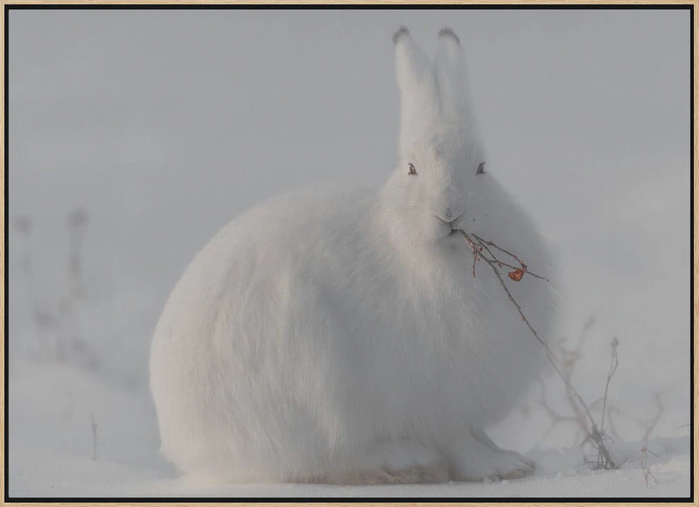 Wild Arctic Hare - Stretched Canvas, Poster Or Fine Art Print(Wild Arctic Hare Stretched Canvas Poster Or Fine Art Print) 11 Wild Arctic Hare - Stretched Canvas, Poster Or Fine Art Print(Wild Arctic Hare Stretched Canvas Poster Or Fine Art Print) - Image 11