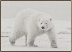 Alaskan King - Stretched Canvas, Poster Or Fine Art Print(Alaskan King Stretched Canvas Poster Or Fine Art Print) -Heart Wall Art Store pictufy light wood floating frame canvas horizonta 1653736