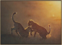 Playing At Sunrise - Stretched Canvas, Poster Or Fine Art Print(Playing At Sunrise Stretched Canvas Poster Or Fine Art Print) -Heart Wall Art Store pictufy light wood floating frame canvas horizonta 1848144