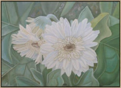 White Gerbera - Stretched Canvas, Poster Or Fine Art Print(White Gerbera Stretched Canvas Poster Or Fine Art Print) -Heart Wall Art Store pictufy light wood floating frame canvas horizonta 2575835