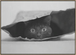 Cat In A Bag - Stretched Canvas, Poster Or Fine Art Print(Cat In A Bag Stretched Canvas Poster Or Fine Art Print) 22 Cat In A Bag - Stretched Canvas, Poster Or Fine Art Print(Cat In A Bag Stretched Canvas Poster Or Fine Art Print) -Heart Wall Art Store pictufy light wood floating frame canvas horizonta 298
