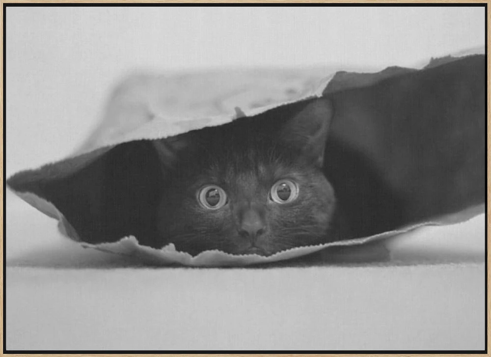 Cat In A Bag - Stretched Canvas, Poster Or Fine Art Print(Cat In A Bag Stretched Canvas Poster Or Fine Art Print) 11 Cat In A Bag - Stretched Canvas, Poster Or Fine Art Print(Cat In A Bag Stretched Canvas Poster Or Fine Art Print) - Image 11