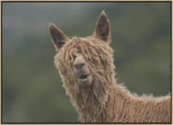 The Muppet Show - Stretched Canvas, Poster Or Fine Art Print(The Muppet Show Stretched Canvas Poster Or Fine Art Print) -Heart Wall Art Store pictufy light wood floating frame canvas horizonta 500234