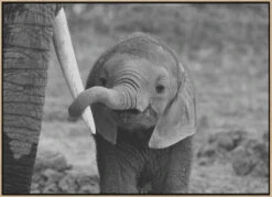 Close - Stretched Canvas, Poster Or Fine Art Print(Close Stretched Canvas Poster Or Fine Art Print) -Heart Wall Art Store pictufy light wood floating frame canvas horizonta 771686