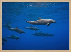 Dolphins - Stretched Canvas, Poster Or Fine Art Print(Dolphins Stretched Canvas Poster Or Fine Art Print) -Heart Wall Art Store pictufy light wood horizontal 50x70 1100144
