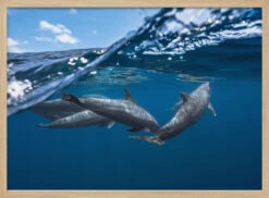 Dolphins - Stretched Canvas, Poster Or Fine Art Print(Dolphins Stretched Canvas Poster Or Fine Art Print 1) -Heart Wall Art Store pictufy light wood horizontal 50x70 1208536
