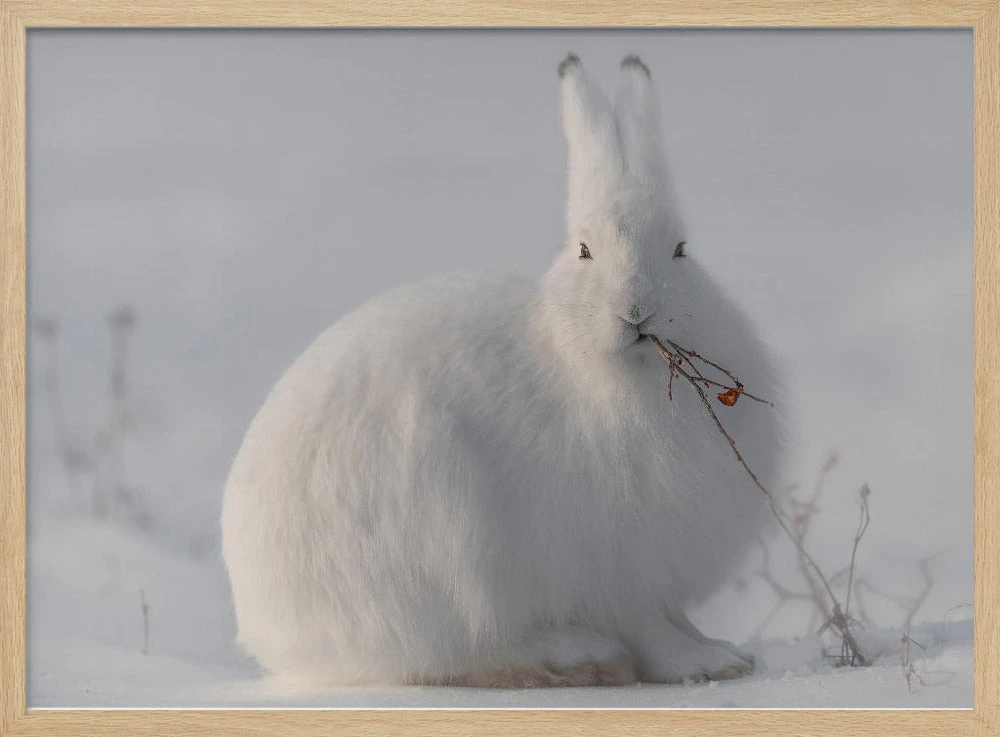 Wild Arctic Hare - Stretched Canvas, Poster Or Fine Art Print(Wild Arctic Hare Stretched Canvas Poster Or Fine Art Print) 3 Wild Arctic Hare - Stretched Canvas, Poster Or Fine Art Print(Wild Arctic Hare Stretched Canvas Poster Or Fine Art Print) - Image 3