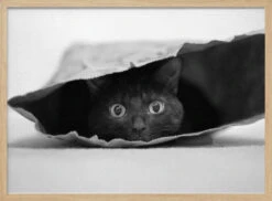 Cat In A Bag - Stretched Canvas, Poster Or Fine Art Print(Cat In A Bag Stretched Canvas Poster Or Fine Art Print) 14 Cat In A Bag - Stretched Canvas, Poster Or Fine Art Print(Cat In A Bag Stretched Canvas Poster Or Fine Art Print) -Heart Wall Art Store pictufy light wood horizontal 50x70 298