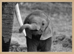 Close - Stretched Canvas, Poster Or Fine Art Print(Close Stretched Canvas Poster Or Fine Art Print) -Heart Wall Art Store pictufy light wood horizontal 50x70 771686