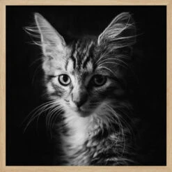 Laban - Square Stretched Canvas, Poster Or Fine Art Print(Laban Square Stretched Canvas Poster Or Fine Art Print) -Heart Wall Art Store pictufy light wood square 50x70 1936290