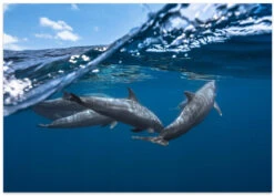 Dolphins - Stretched Canvas, Poster Or Fine Art Print(Dolphins Stretched Canvas Poster Or Fine Art Print 1) -Heart Wall Art Store poster landscape 1208536