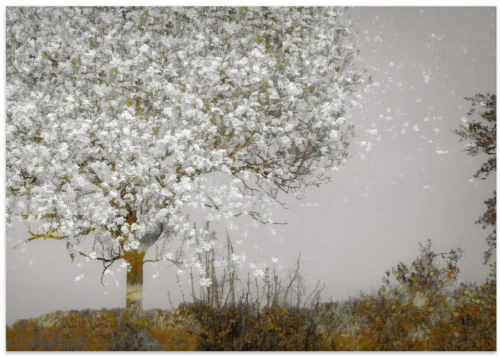 Fruit Tree - Stretched Canvas, Poster Or Fine Art Print(Fruit Tree Stretched Canvas Poster Or Fine Art Print) 5 Fruit Tree - Stretched Canvas, Poster Or Fine Art Print(Fruit Tree Stretched Canvas Poster Or Fine Art Print) - Image 5